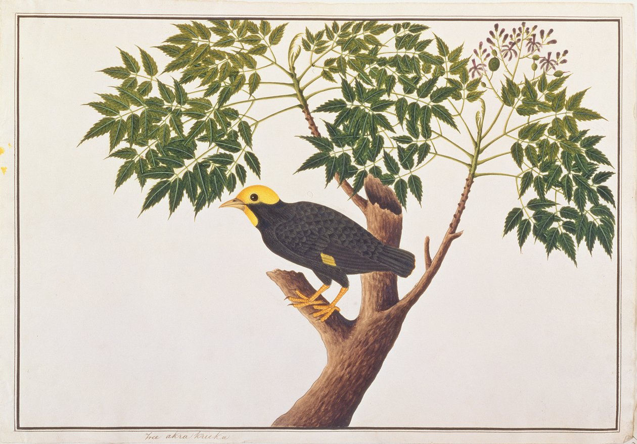 Miná de Cresta Dorada, de Dibujos de Aves de Malaca, c.1805-18 de Chinese School