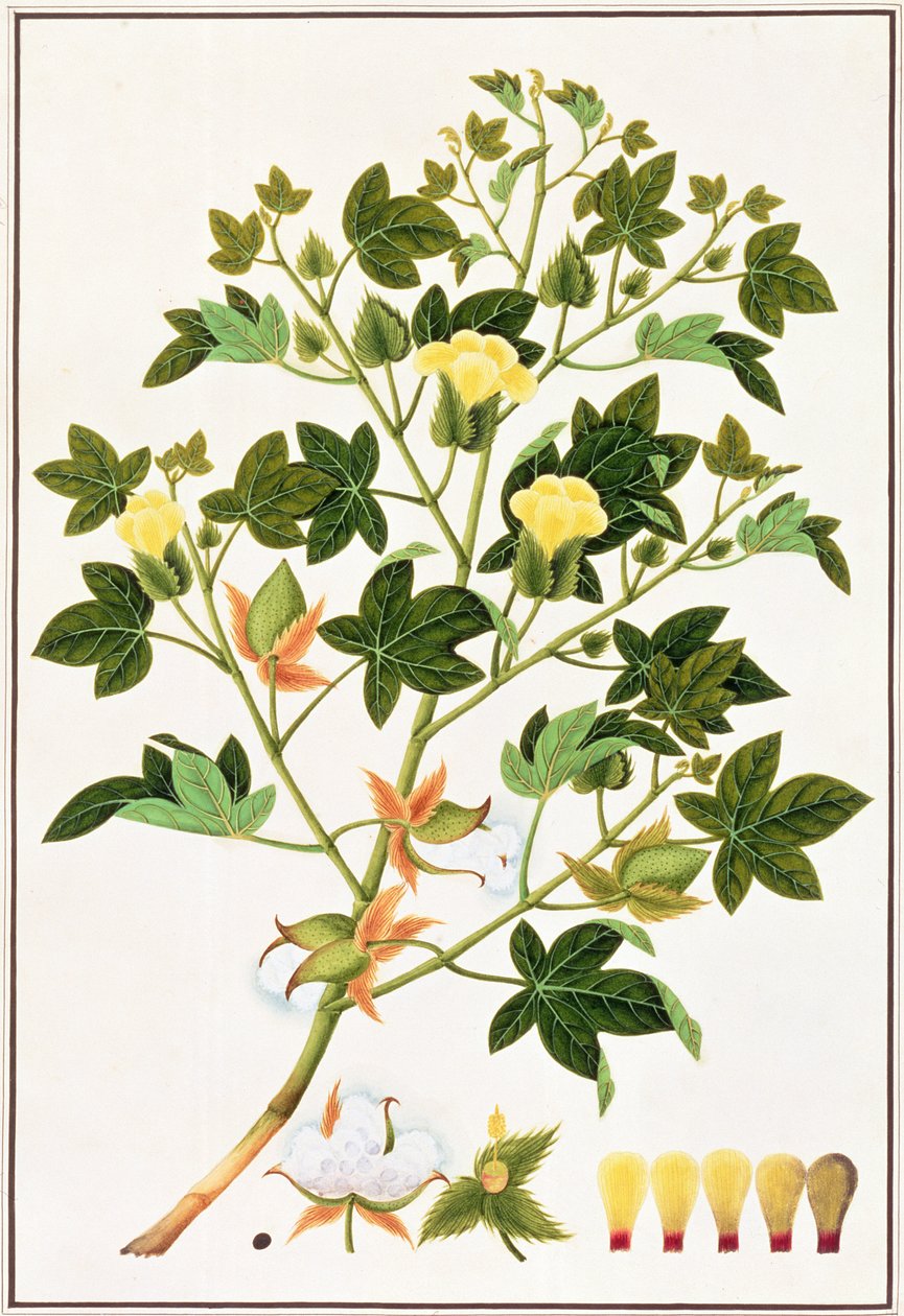 Gopypium Arboreum o Planta de Algodón, c.1805-18 de Chinese School