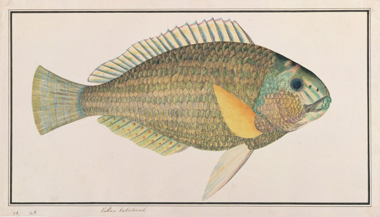 Labrido verde, de Dibujos de peces de Malaca, c.1805-18 de Chinese School