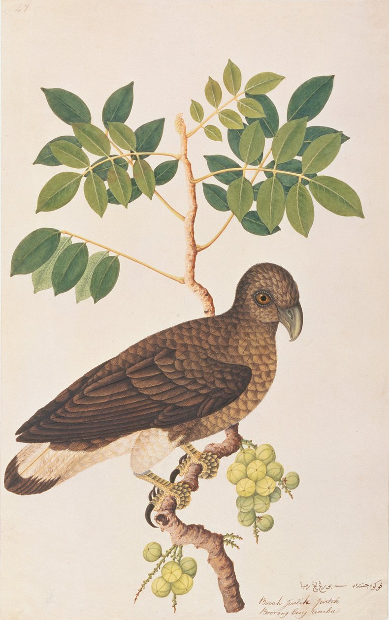 Águila Pescadora de Cabeza Gris, de Dibujos de Aves de Malaca, c.1805-18 de Chinese School