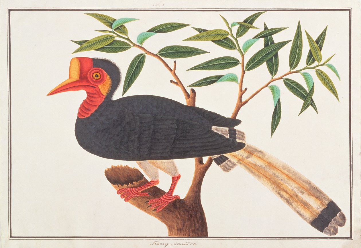 Cálao con casco, de Dibujos de Aves de Malaca, c.1805-18 de Chinese School
