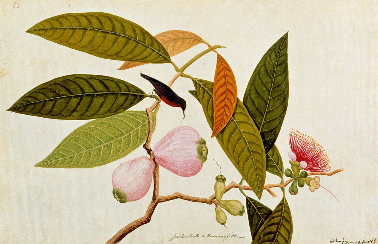 Jamboo, Bola y Colibrí, de Dibujos de Aves de Malaca, c.1805-18 de Chinese School