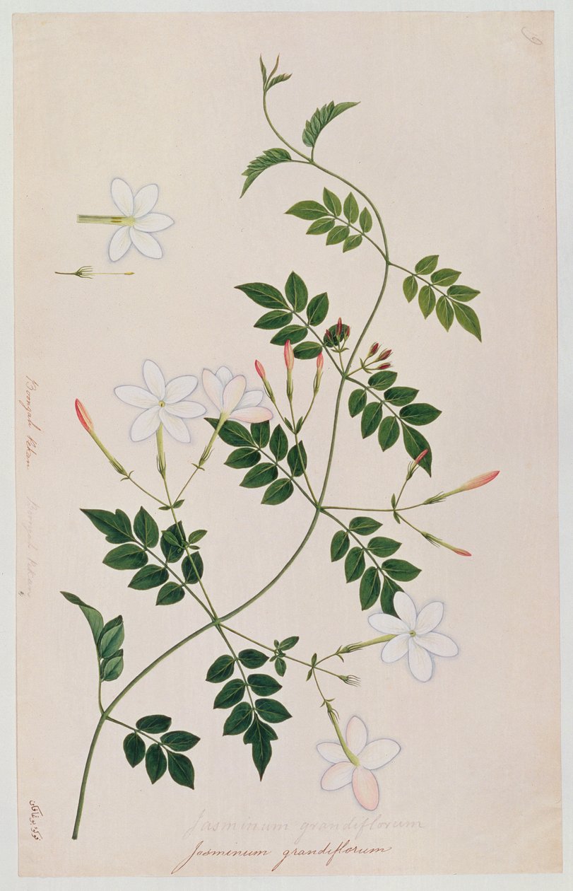 Jasminium grandiflorum, de Dibujos de Plantas de Malaca, c.1805-18 de Chinese School