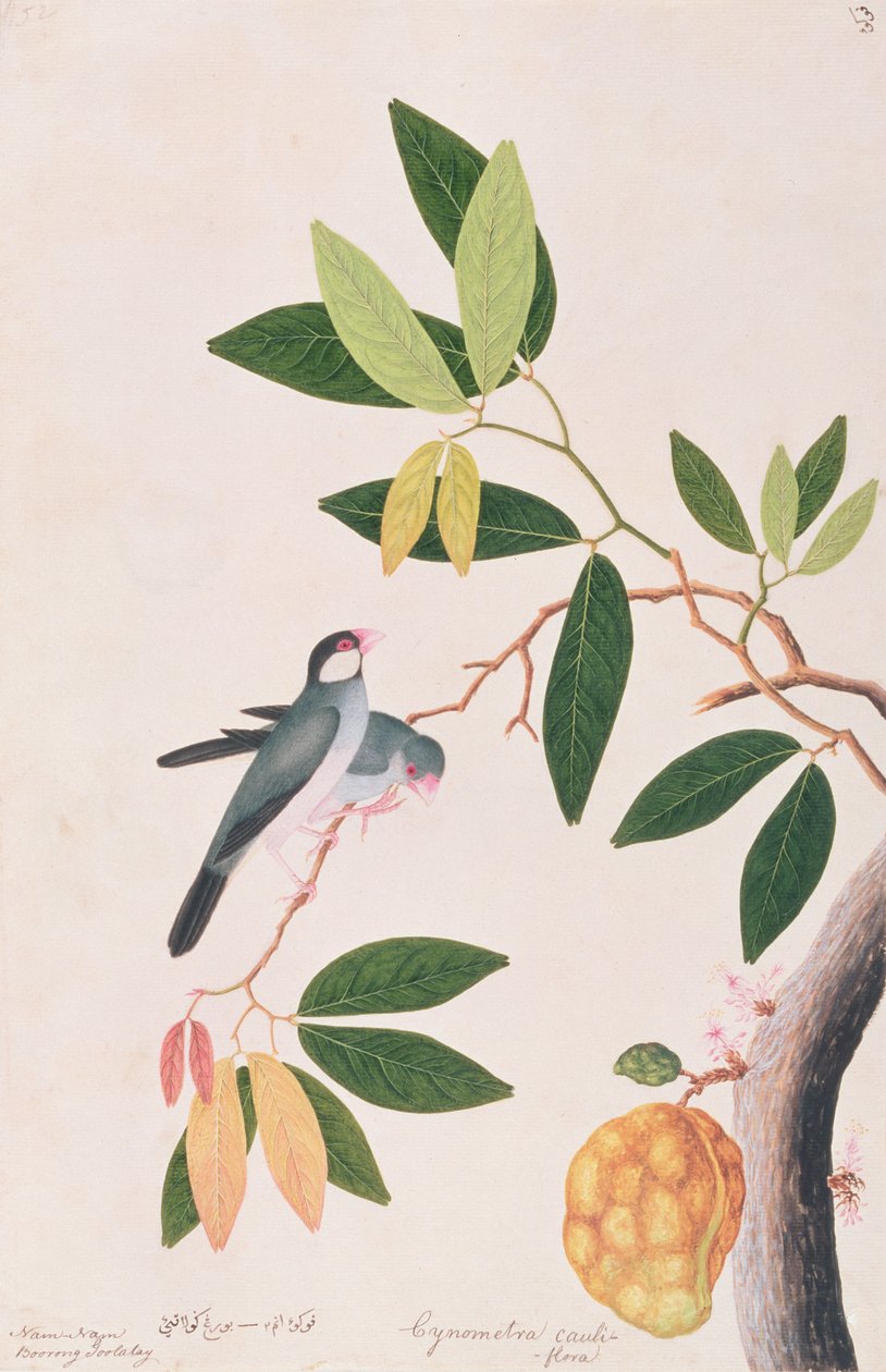 Gorrión de Java, de Dibujos de Aves de Malaca, c.1805-18 de Chinese School