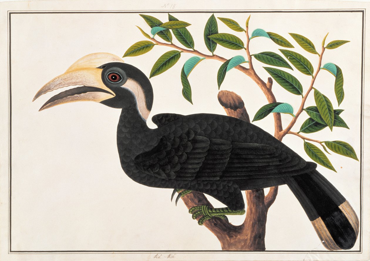 Ke-ke, de Dibujos de Aves de Malaca, c.1805-18 de Chinese School