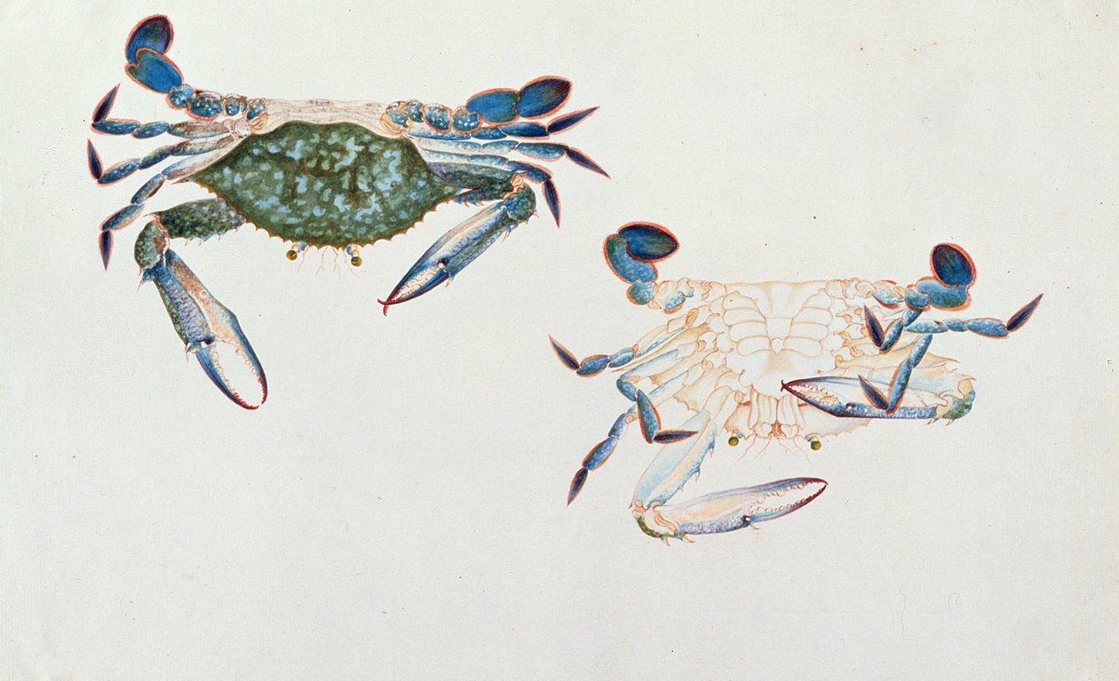 Ketam Rinyong, de Dibujos de Animales, Insectos y Reptiles de Malaca, c.1805-18 de Chinese School
