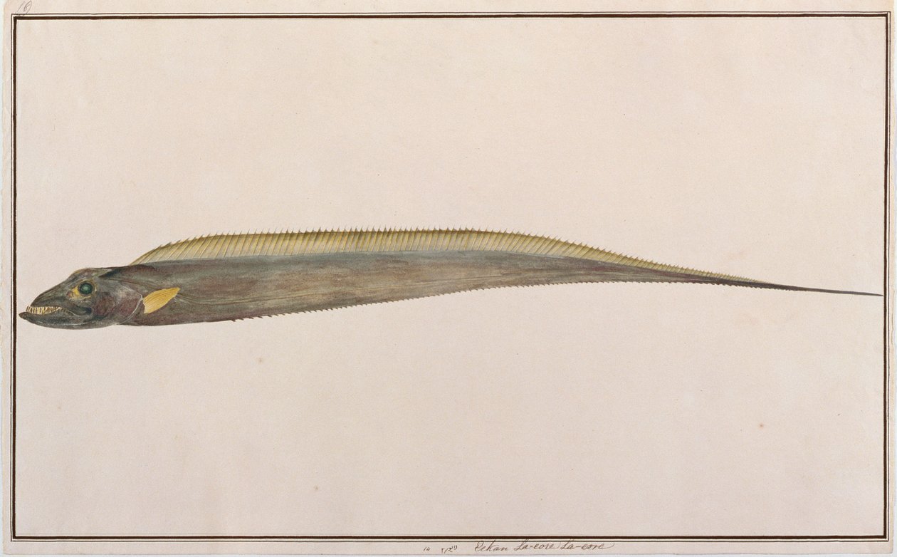 Pez Cinta de Cabeza Grande, de Dibujos de Peces de Malaca, c.1805-18 de Chinese School