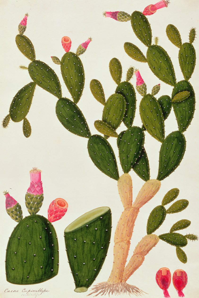 Liedah Badah, Cardasse Cochenille, de Dibujos de Plantas de Malaca, c.1805-18 de Chinese School