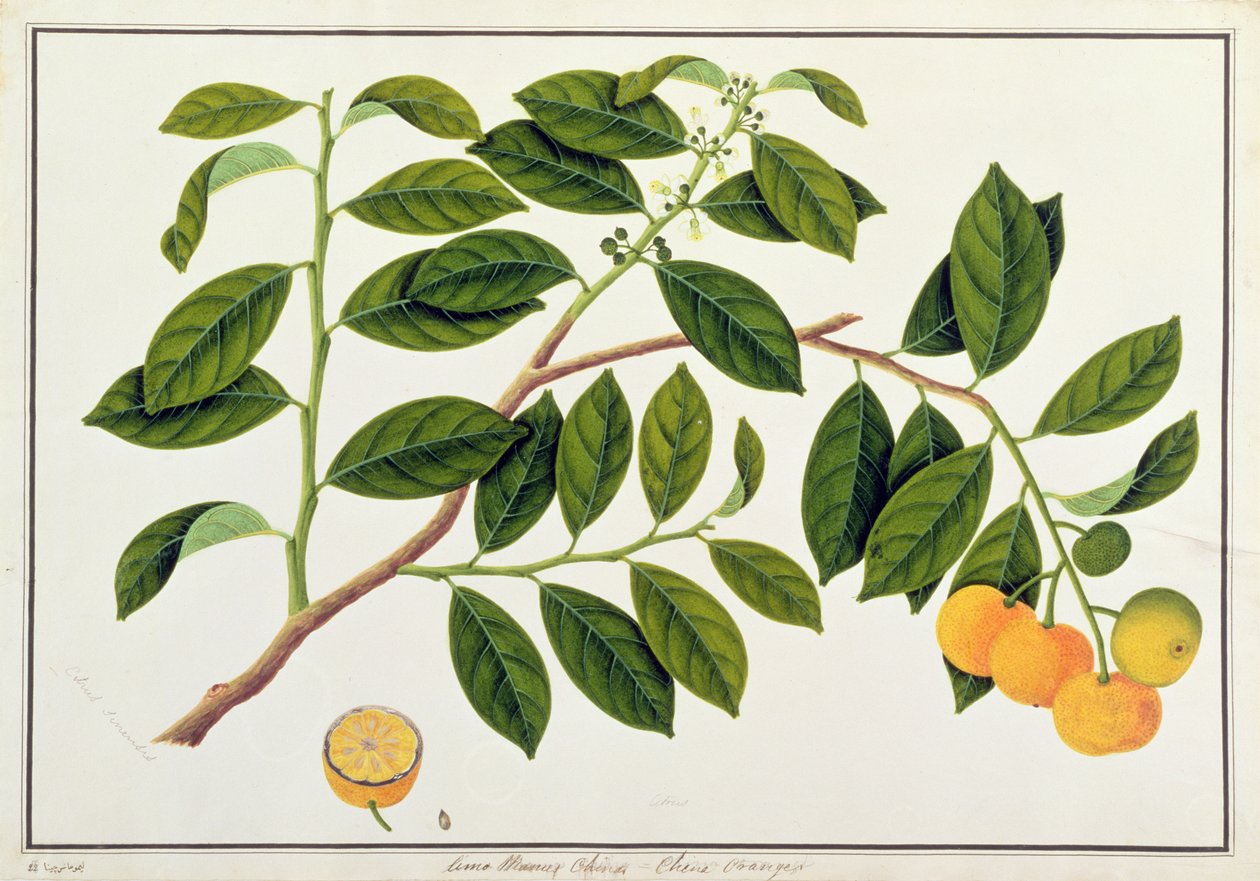 Limo Manies China o Naranjas Chinas, de Dibujos de Plantas de Malaca, c.1805-18 de Chinese School