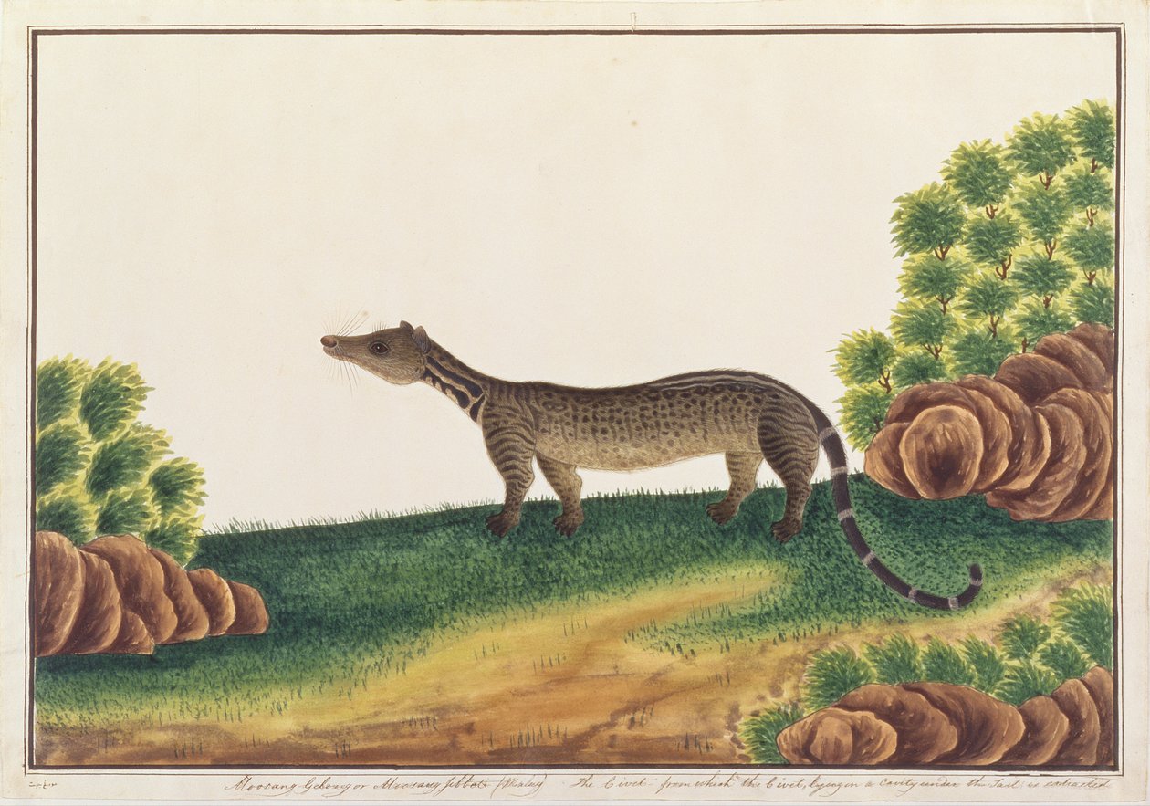 Civeta malaya, de Dibujos de Animales, Insectos y Reptiles de Malaca, c.1805-18 de Chinese School