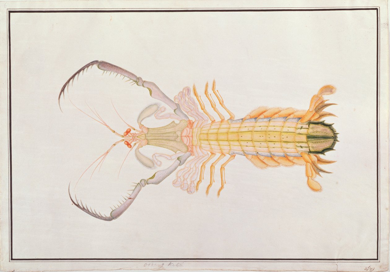 Camarón Mantis, de Dibujos de Animales, Insectos y Reptiles de Malaca, c.1805-18 de Chinese School