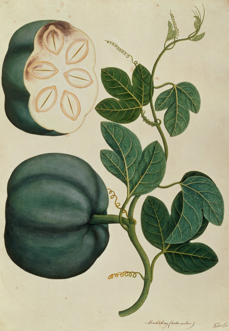 Mendickay o Sandía, de Dibujos de Plantas de Malaca, c.1805-18 de Chinese School