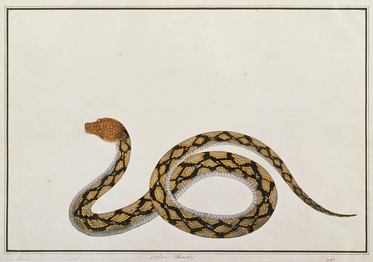 Oolur Chinde, de Dibujos de Animales, Insectos y Reptiles de Malaca, c.1805-18 de Chinese School