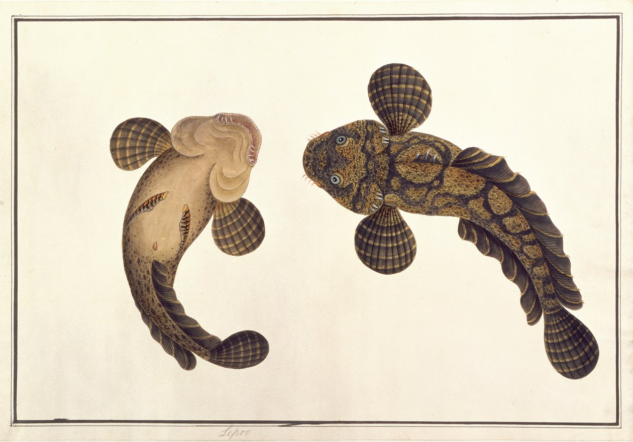 Oolur Sawa, de Dibujos de Animales, Insectos y Reptiles de Malaca, c.1805-18 de Chinese School