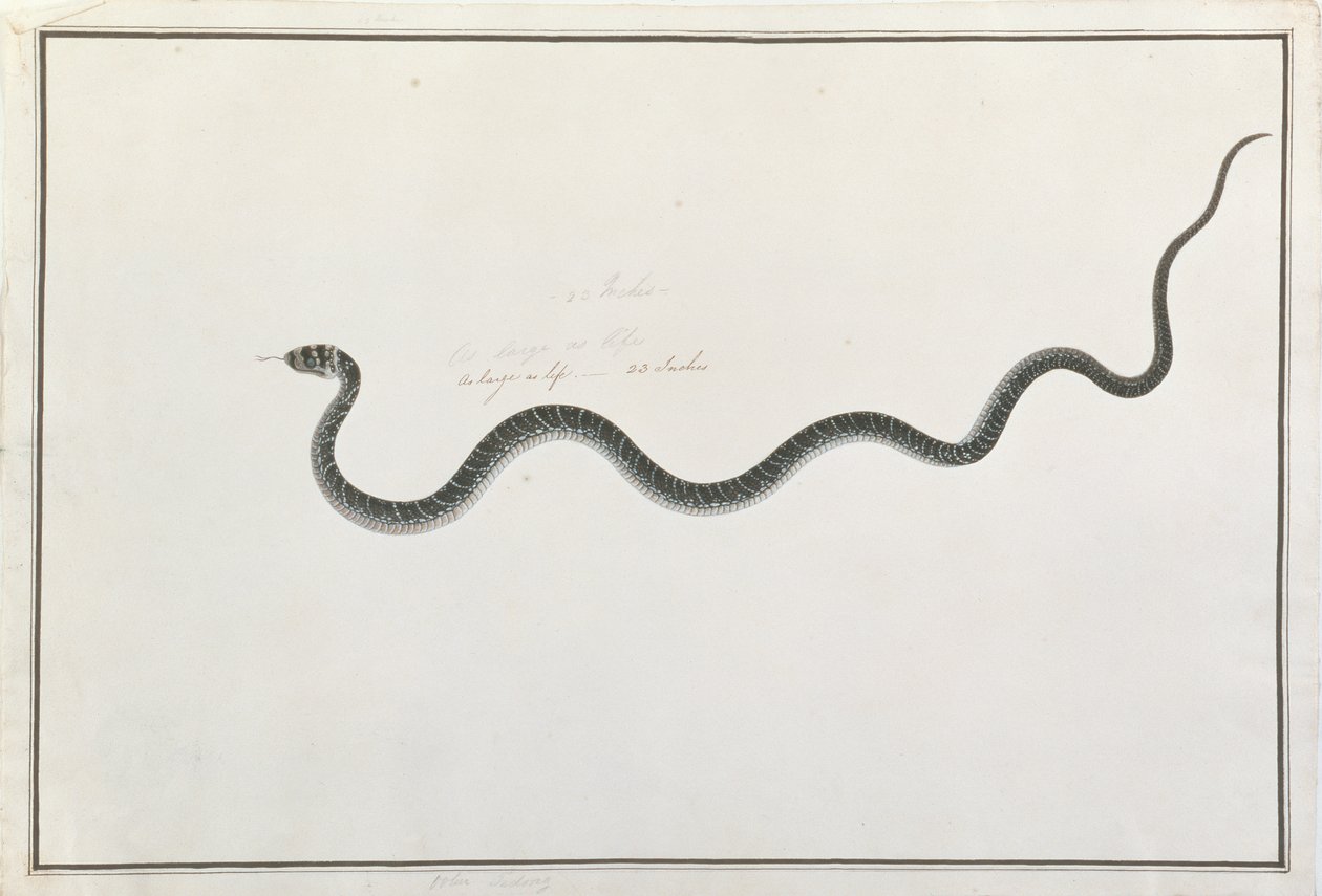 Oolur Tedong, de Dibujos de Animales, Insectos y Reptiles de Malaca, c.1805-18 de Chinese School