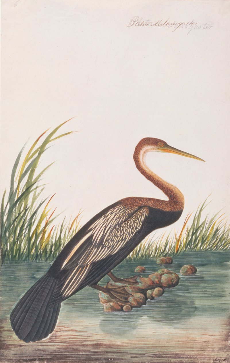 Darter Oriental, de Dibujos de Aves de Malaca, c.1805-18 de Chinese School