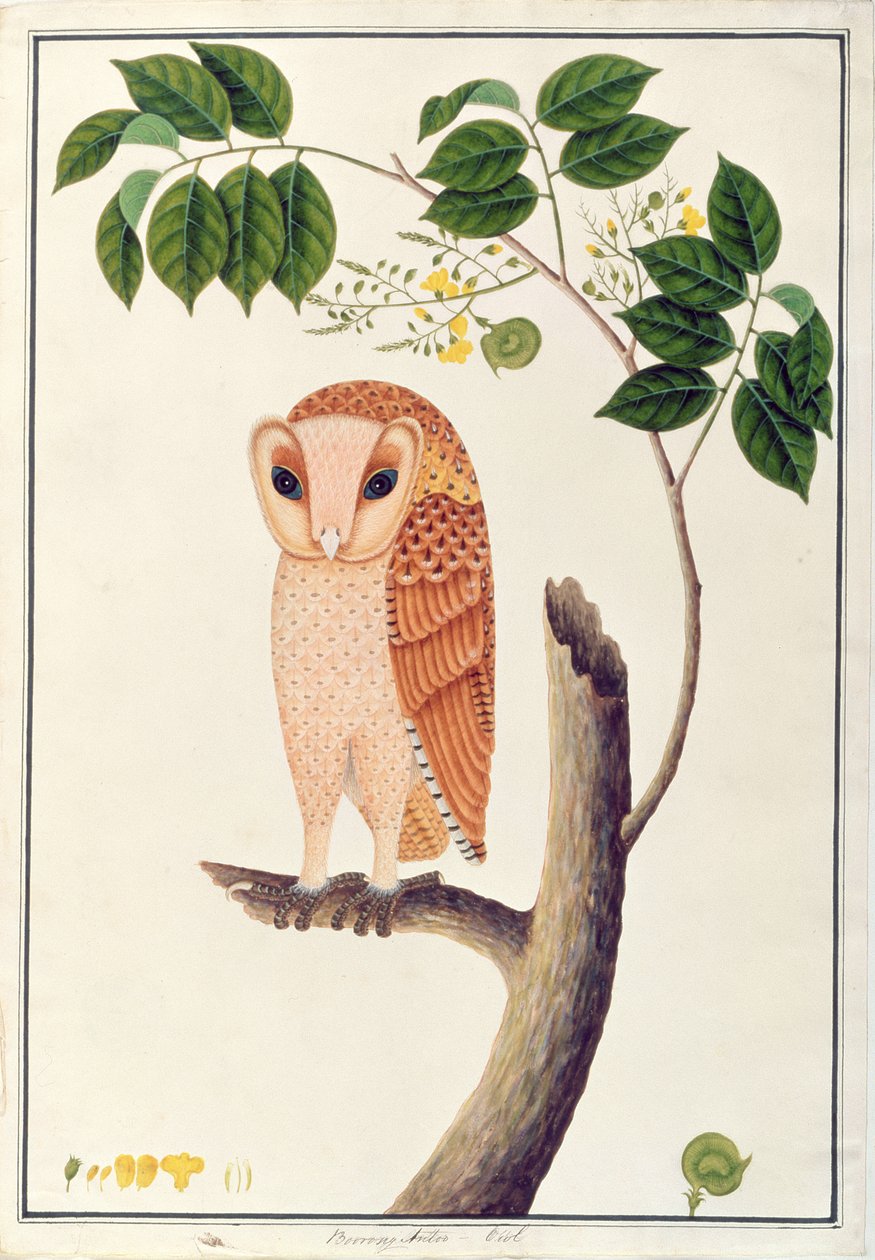 Búho, Boorong antoo, de Dibujos de Aves de Malaca, c.1805-18 de Chinese School