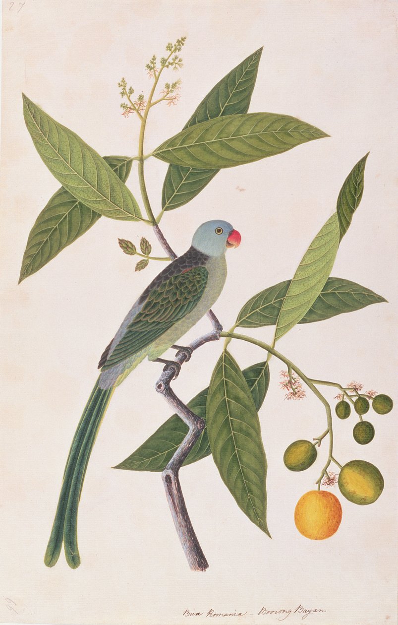Periquito, de Dibujos de Aves de Malaca, c.1805-18 de Chinese School