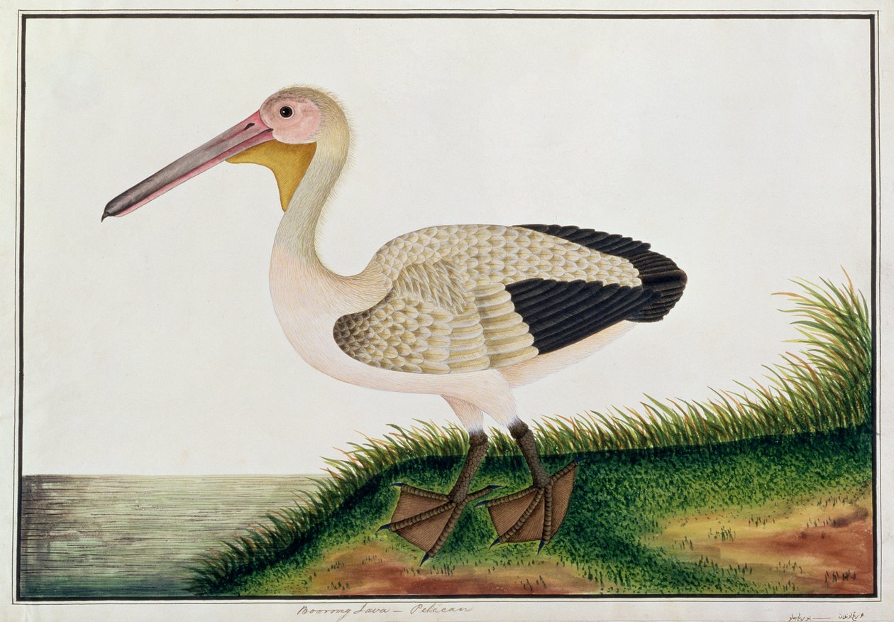 Pelícano, Boorong Java, de Dibujos de Aves de Malaca, c.1805-18 de Chinese School
