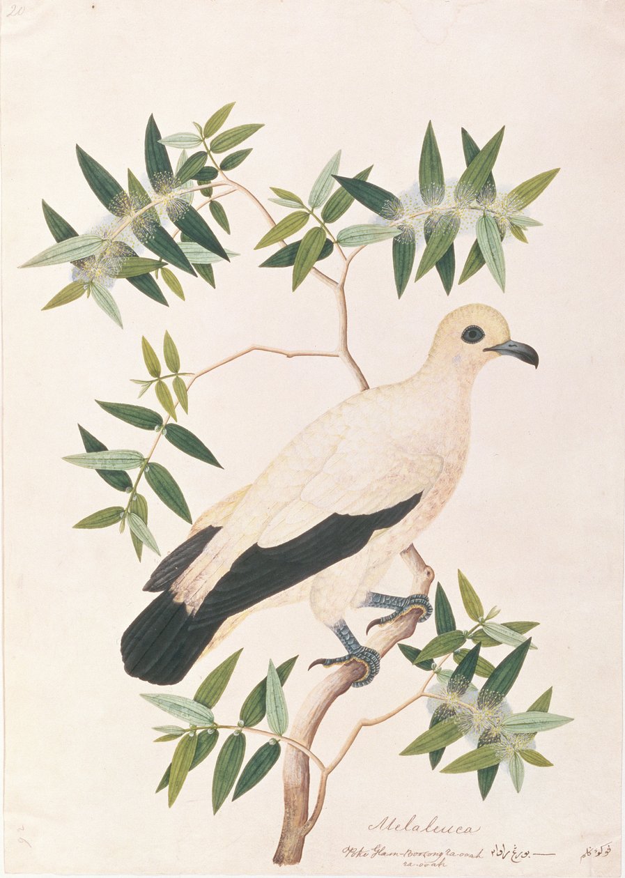 Paloma Imperial Pía, de Dibujos de Aves de Malaca, c.1805-18 de Chinese School