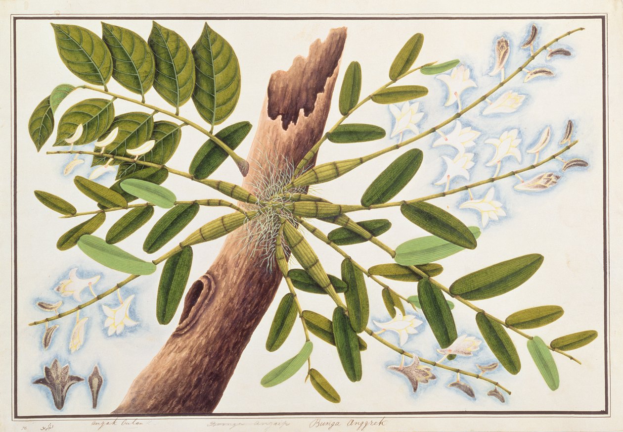 Orquídea Paloma, de Dibujos de Plantas de Malaca, c.1805-18 de Chinese School