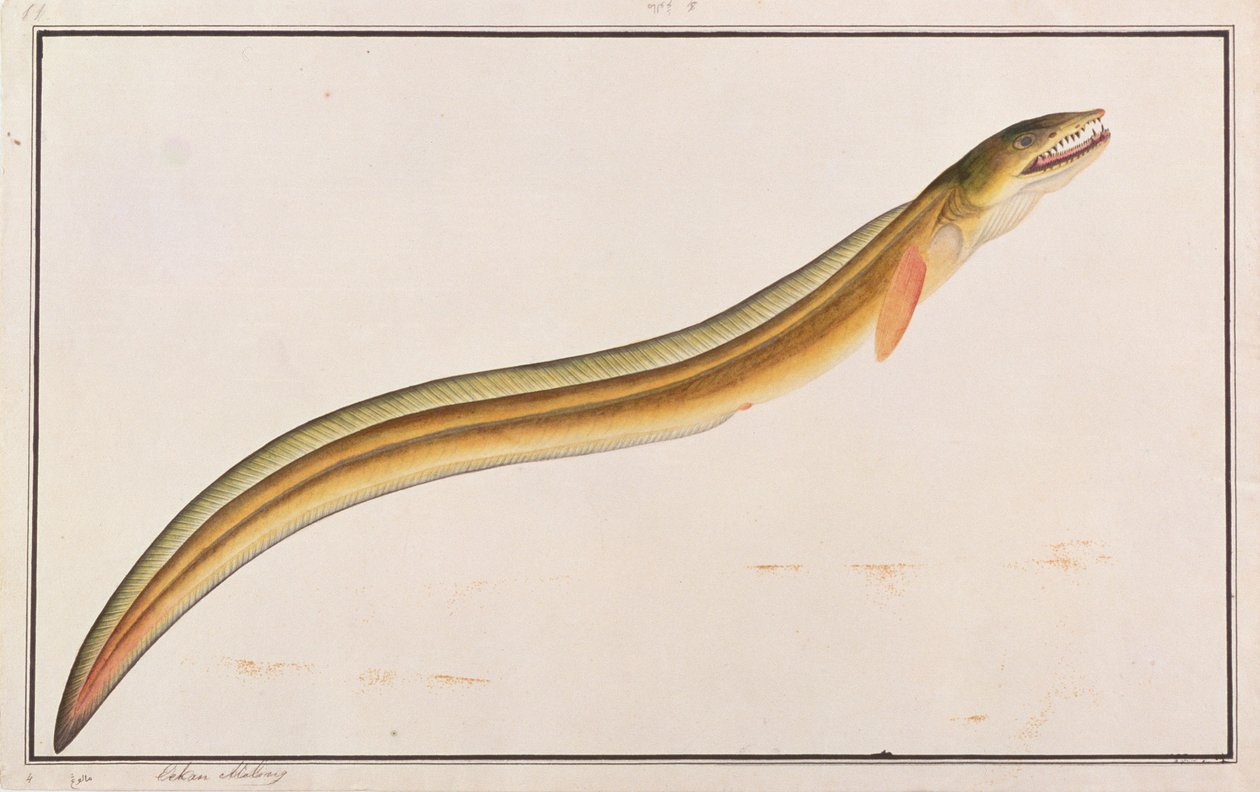 Congrio de Pico, de Dibujos de Peces de Malaca, c.1805-18 de Chinese School