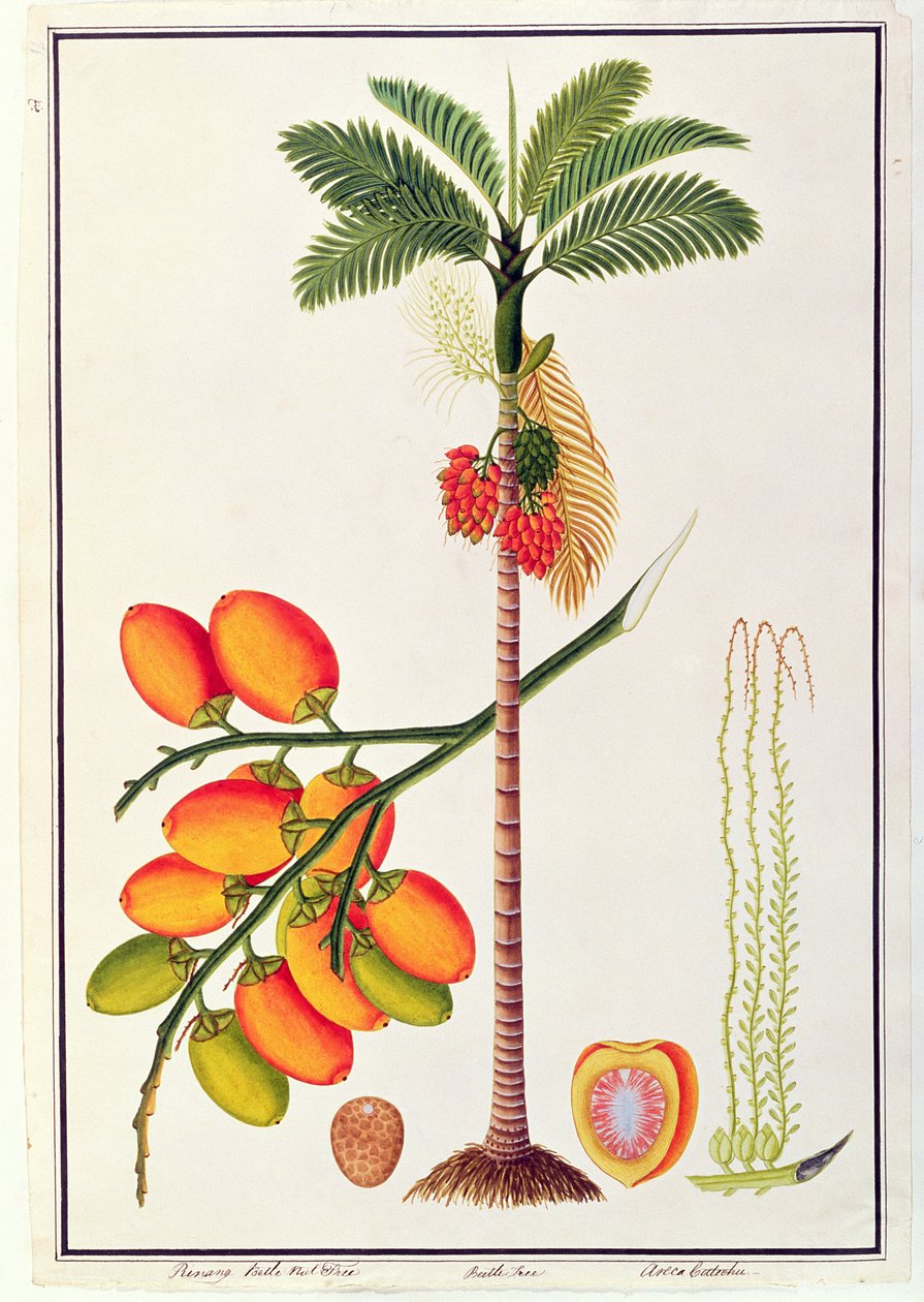 Pinang Betle Nut Tree, de Dibujos de Plantas de Malaca, c.1805-18 de Chinese School