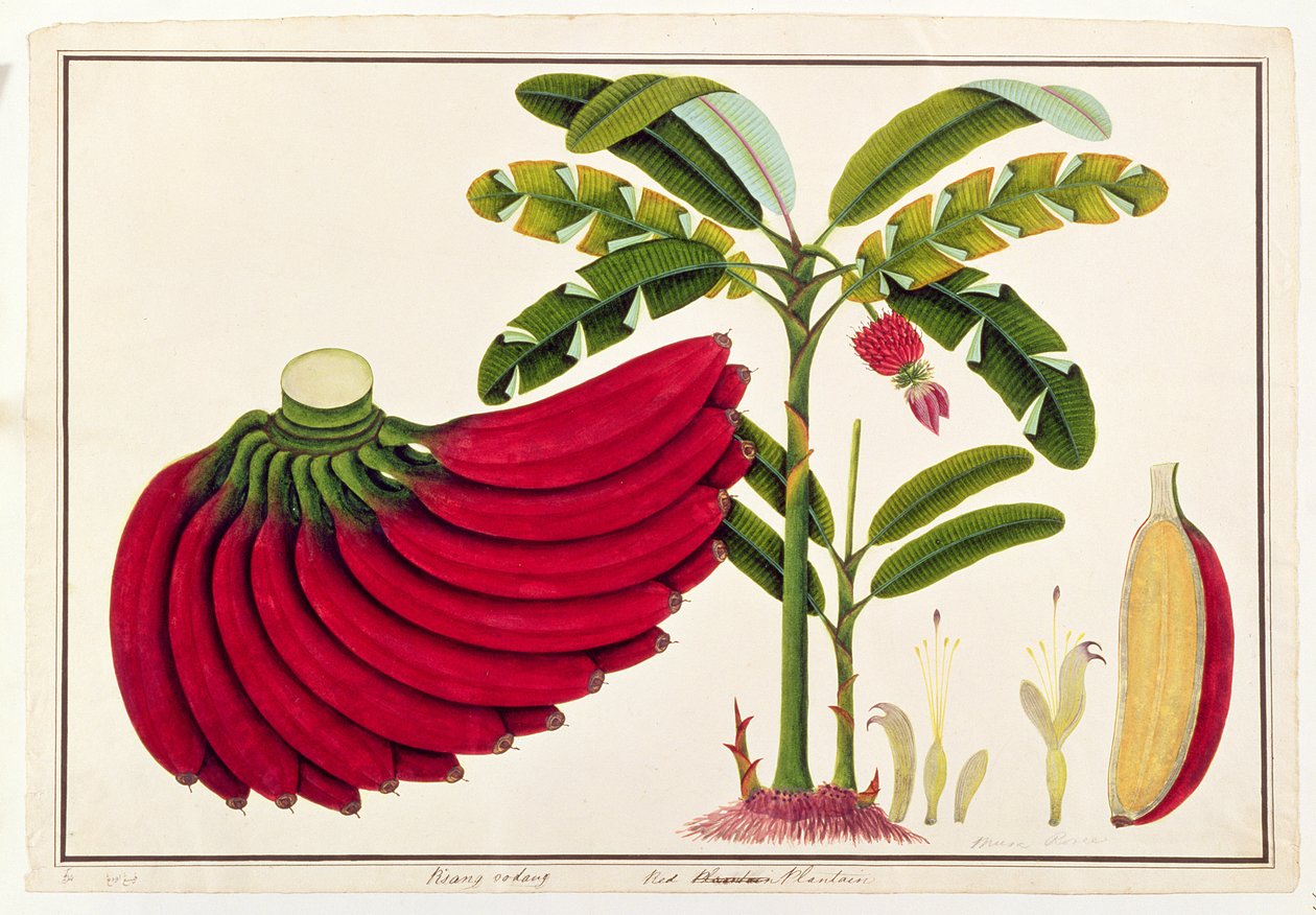 Plátano Rojo, Pisang oodang, de Dibujos de Plantas de Malaca, c.1805-18 de Chinese School