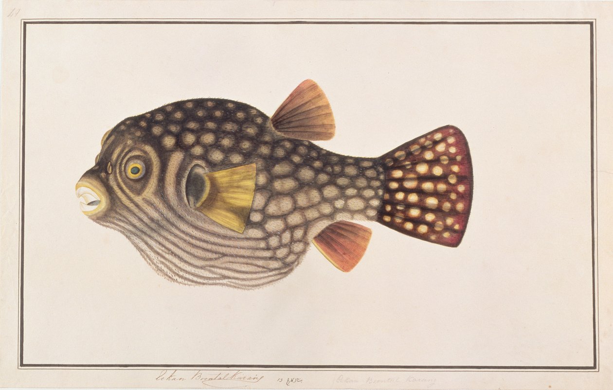 Pez globo reticulado, de Dibujos de peces de Malaca, c.1805-18 de Chinese School