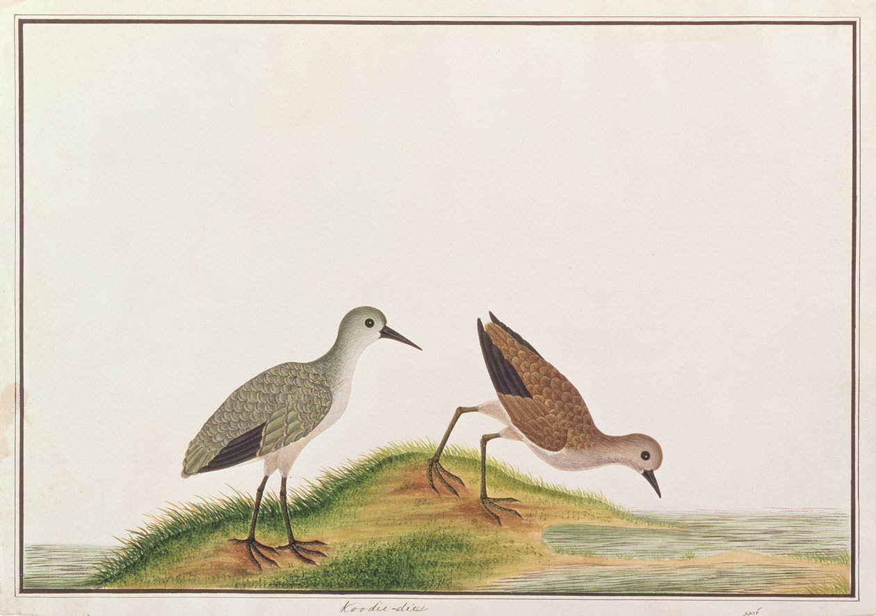 Correlimos, de Dibujos de Aves de Malaca, c.1805-18 de Chinese School