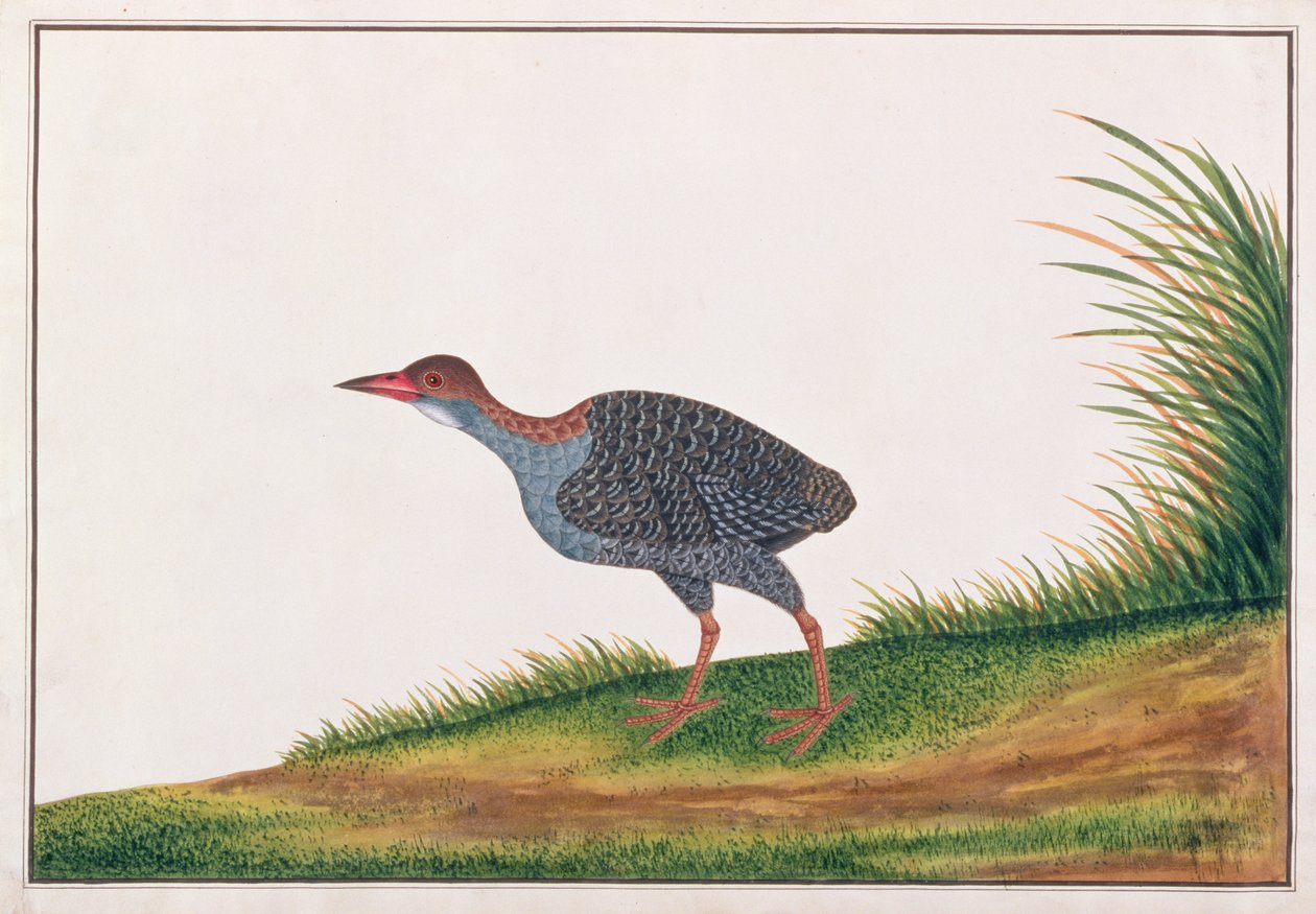 Rascón Pechigrís, de Dibujos de Aves de Malaca, c.1805-18 de Chinese School