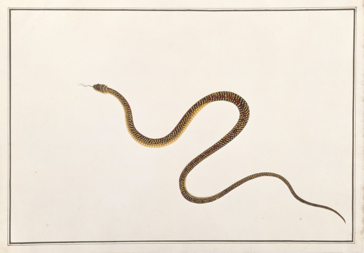 Serpiente, de Dibujos de Animales, Insectos y Reptiles de Malaca, c.1805-18 de Chinese School