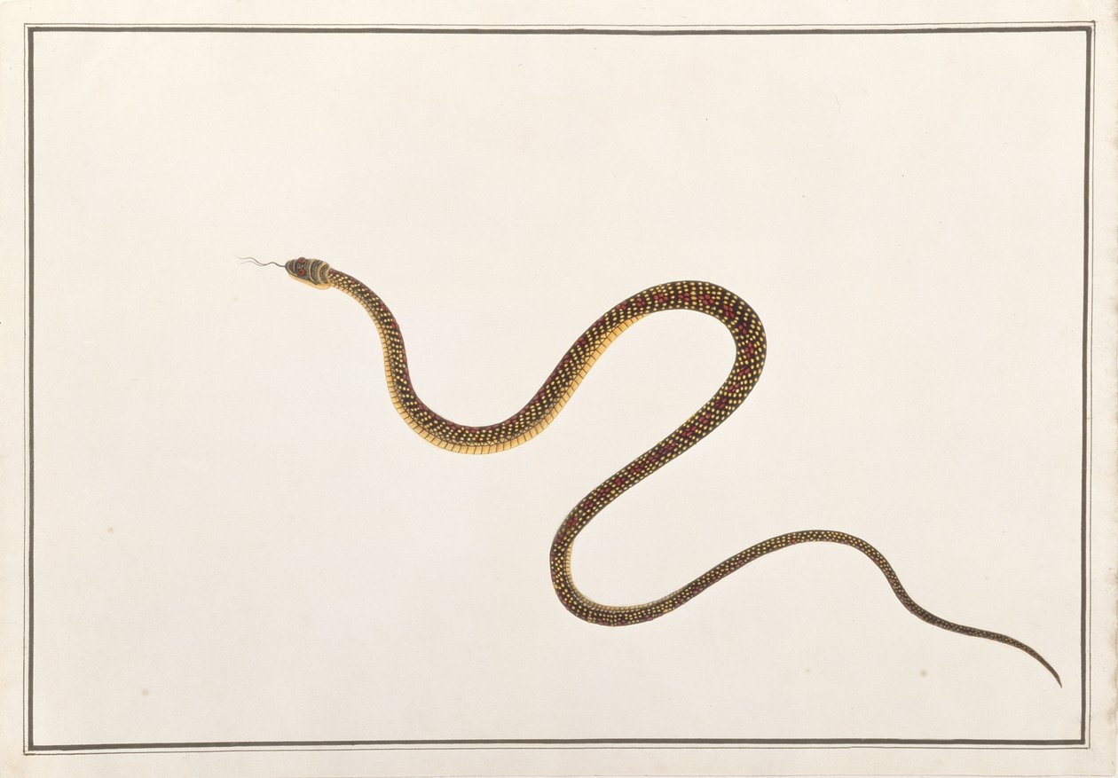 Serpiente, de Dibujos de Animales, Insectos y Reptiles de Malaca, c.1805-18 (gouache y wc sobre papel) de Chinese School