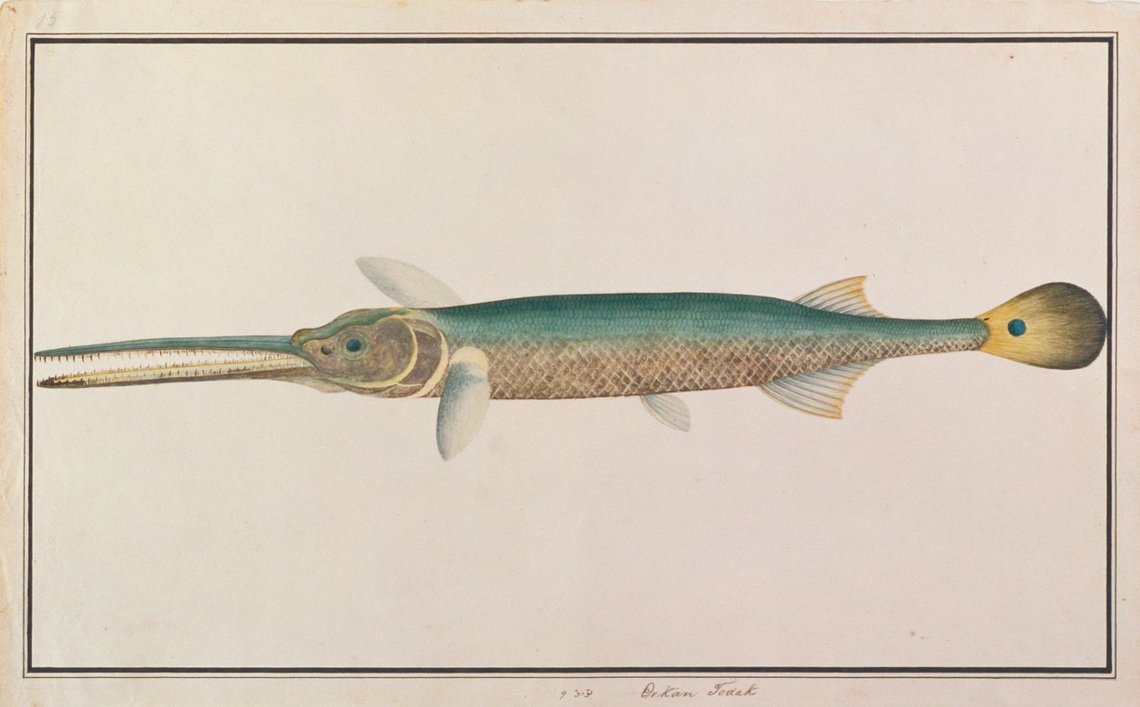 Pez aguja de cola manchada, de Dibujos de peces de Malaca, c.1805-18 de Chinese School