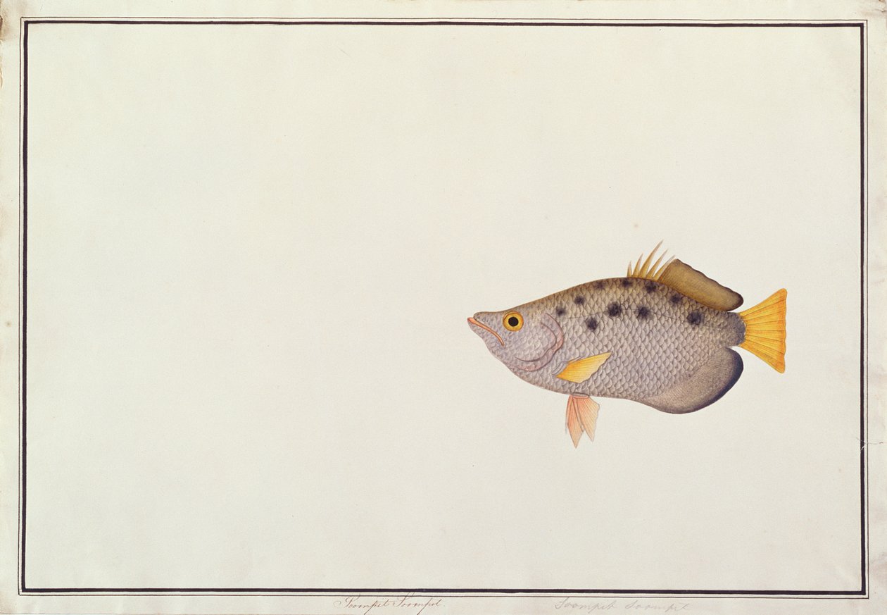 Pez arquero manchado, de Dibujos de peces de Malaca, c.1805-18 de Chinese School