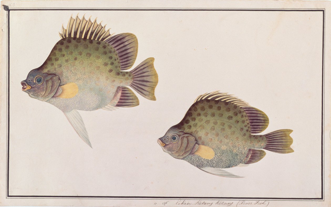 Pez manchado, de Dibujos de peces de Malaca, c.1805-18 de Chinese School