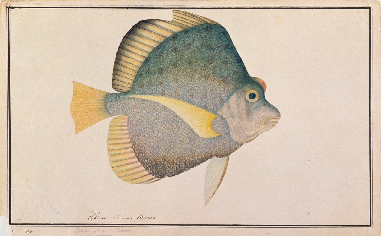 Pez Hoz Manchado, de Dibujos de Peces de Malaca, c.1805-18 de Chinese School