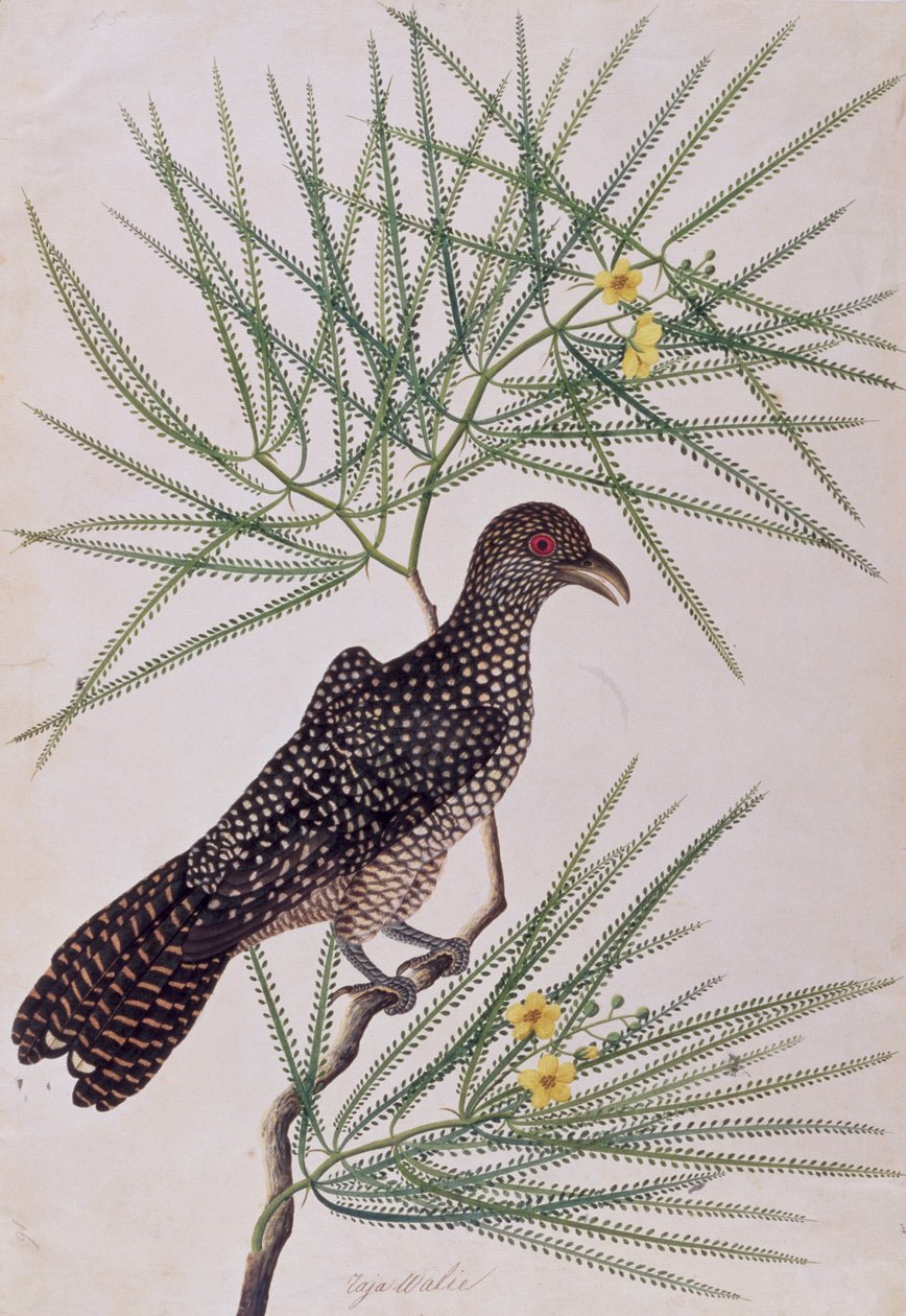 Taja Walie, de Dibujos de Aves de Malaca, c.1805-18 de Chinese School