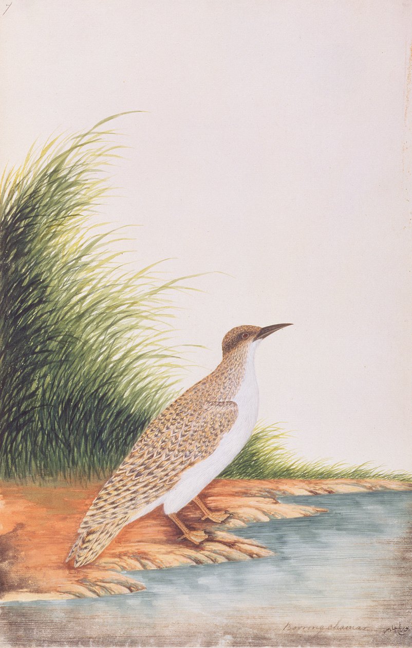 Charrán, de Dibujos de Aves de Malaca, c.1805-18 de Chinese School