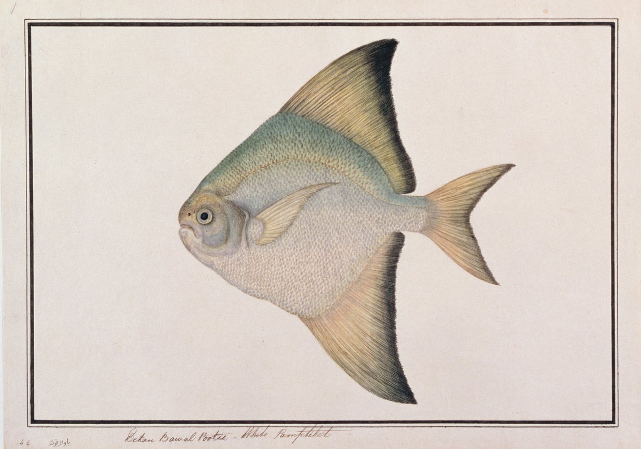 Pez Pompano Blanco, de Dibujos de Peces de Malaca, c.1805-18 de Chinese School