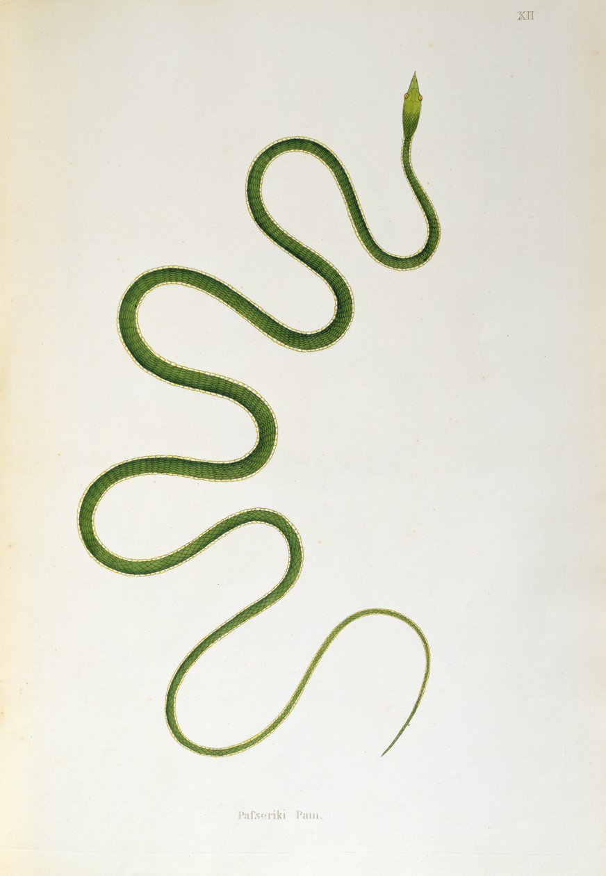Serpiente Pafseriki Pam de Un Informe sobre las Serpientes de la India recogidas de la Costa de Coromandel por Patrick Russell, Londres, 1796 de English School
