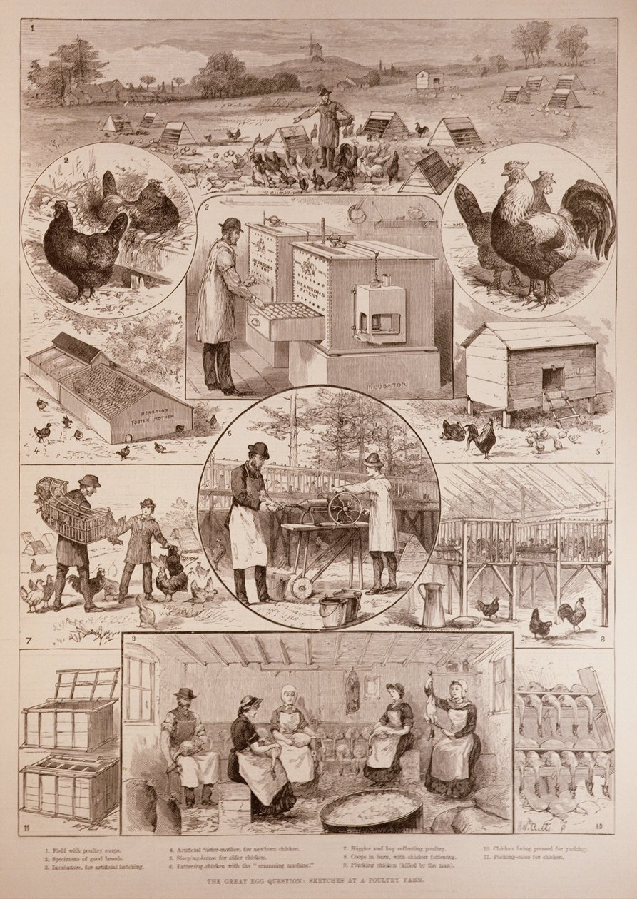 La Gran Pregunta del Huevo: Bocetos en una Granja Avícola de English School