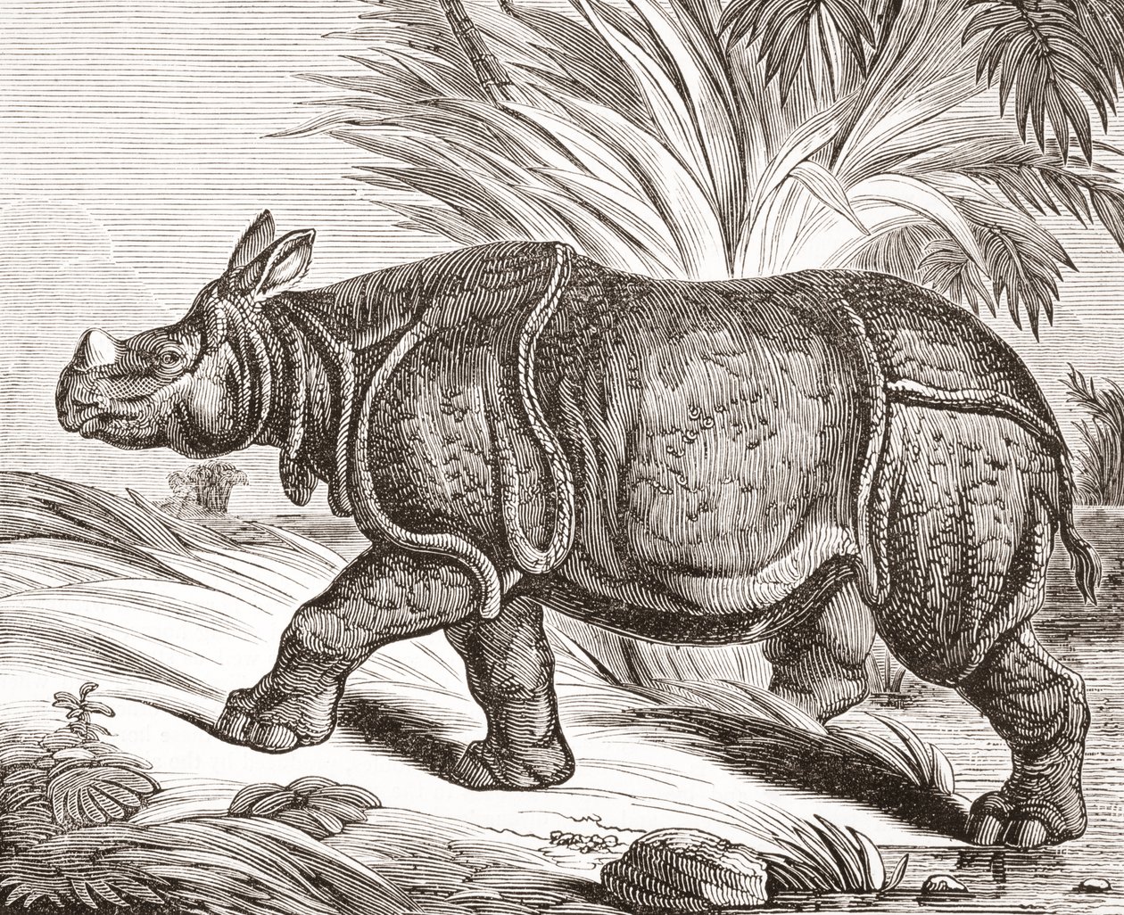 El rinoceronte indio, o rinoceronte mayor de un cuerno, de The Penny Magazine, publicado en 1834 de English School