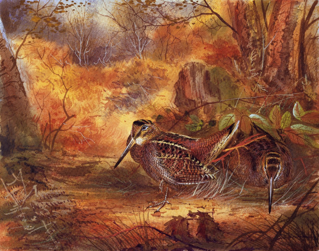 Becadas, c.1890 de English School