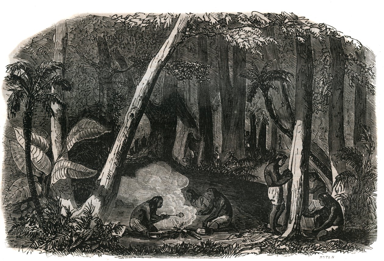 Cosecha de caucho en los bosques de Brasil de French School