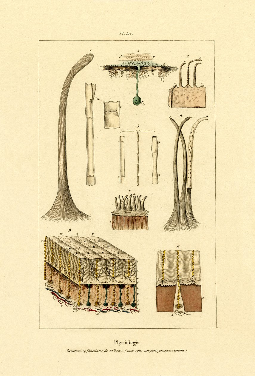 Piel humana, 1833-39 de French School