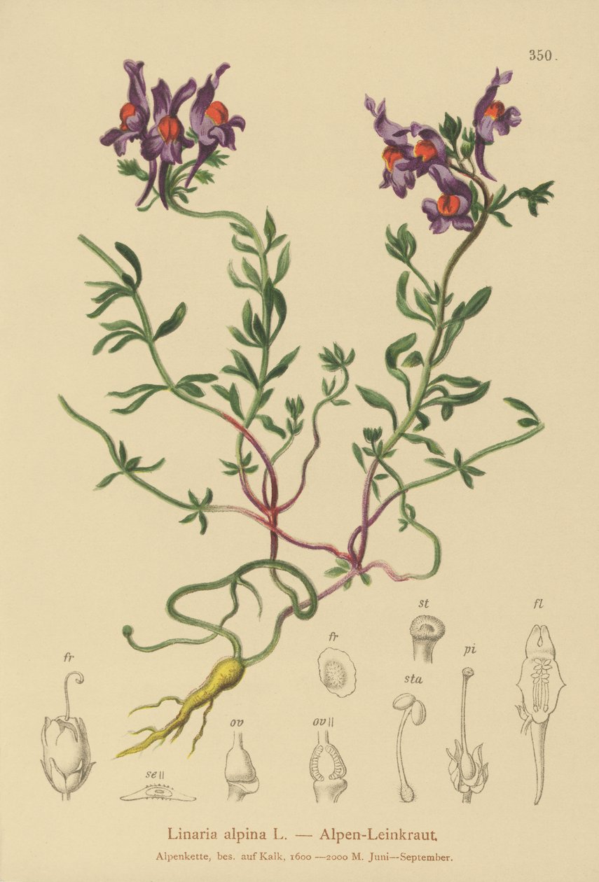 Lino de los Alpes (Linaria alpina) de German School