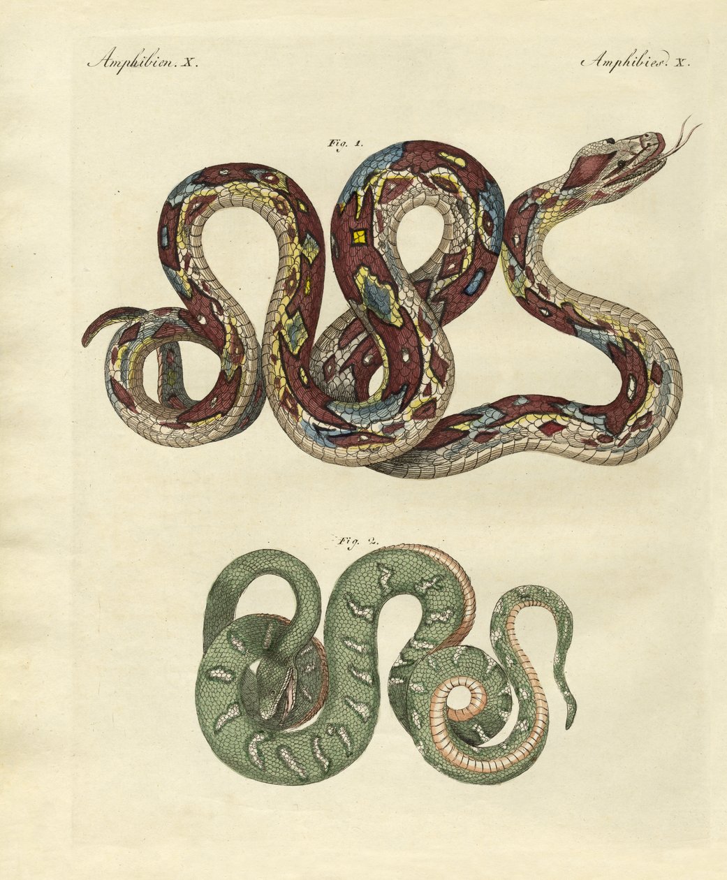 Serpiente horrible de German School