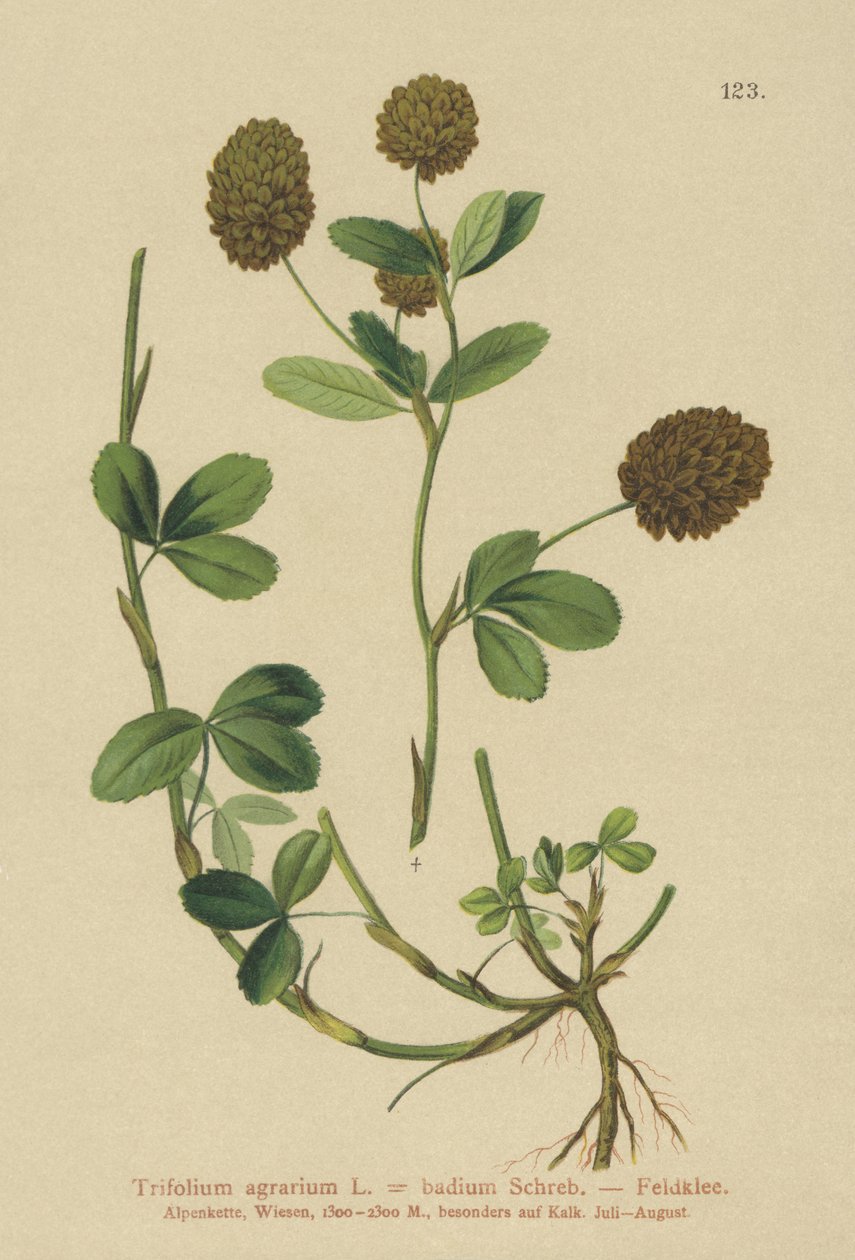 Trébol marrón (Trifolium agrarium, Trifolium badium) de German School
