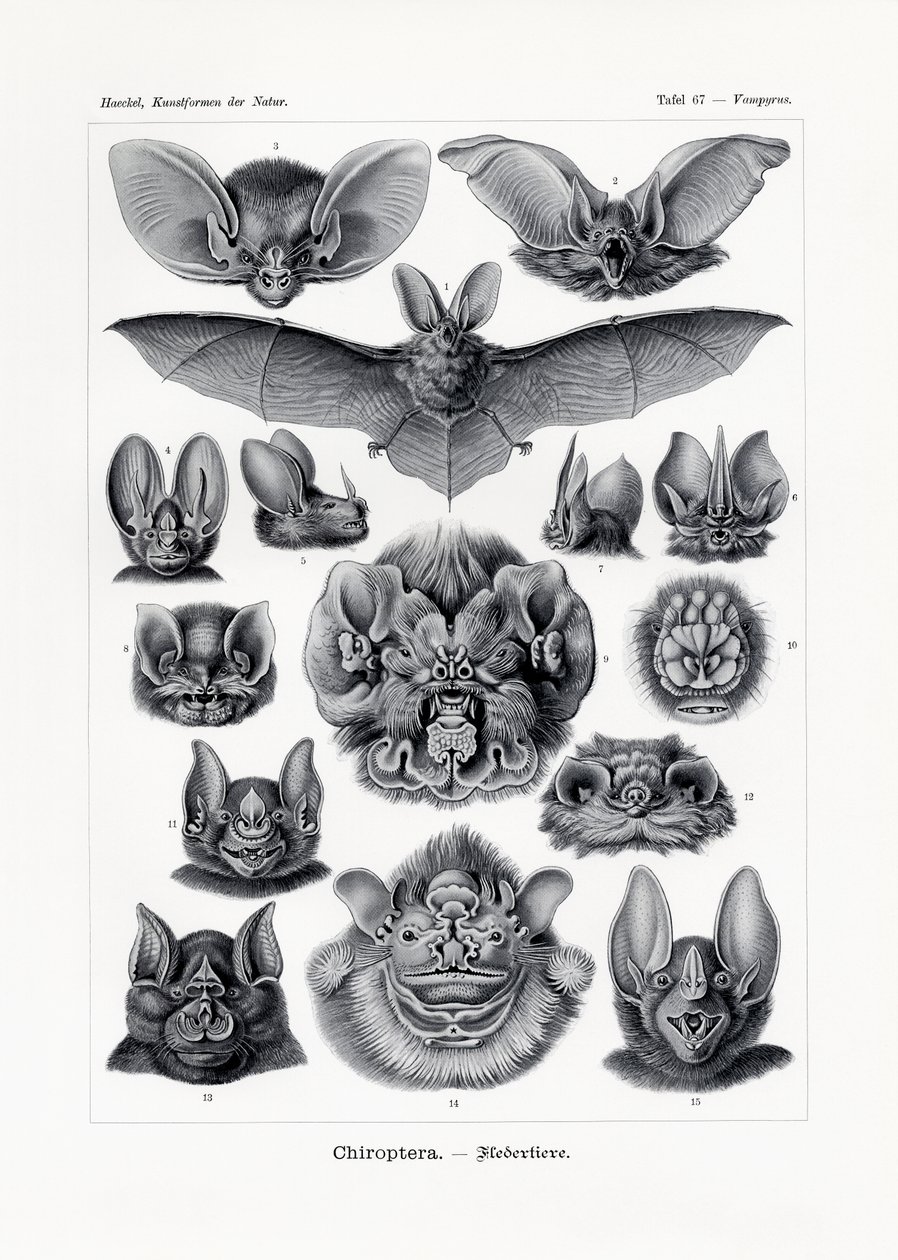 Chiroptera de German School